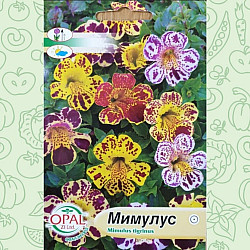 Мимулус - Клоунско цвете