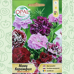 Карамфил Мини