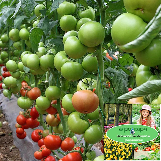 Семена за домати Етерей F1 (Eterei F1)