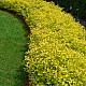 Златиста японска спирея - Spiraea japonica “Golden Princess“
