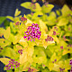 Златиста японска спирея - Spiraea japonica “Golden Princess“