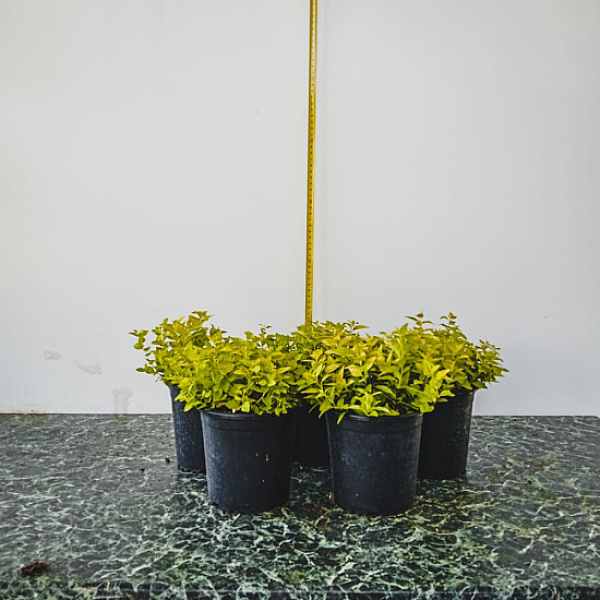 Златиста японска спирея - Spiraea japonica “Golden Princess“