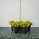 Златиста японска спирея - Spiraea japonica “Golden Princess“