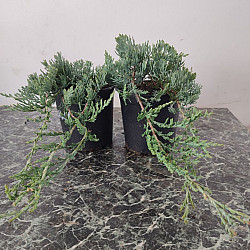 Хвойна - Juniperus Glauca