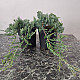 Хвойна - Juniperus Glauca