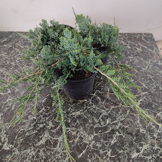 Хвойна - Juniperus Glauca