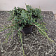 Хвойна - Juniperus Glauca