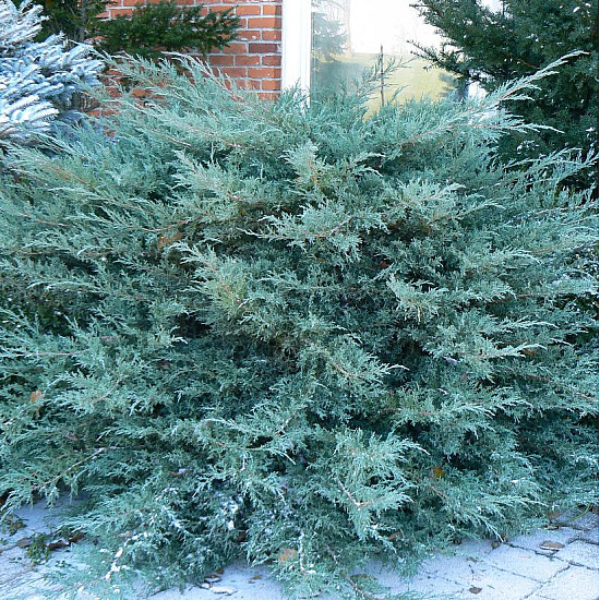 Хвойна - Juniperus Glauca