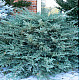 Хвойна - Juniperus Glauca