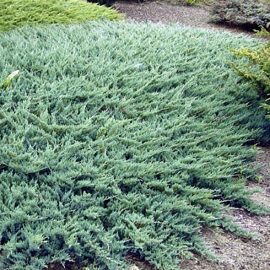 Хвойна - Juniperus Glauca