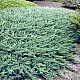 Хвойна - Juniperus Glauca