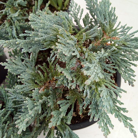 Хвойна - Juniperus Glauca