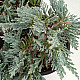 Хвойна - Juniperus Glauca