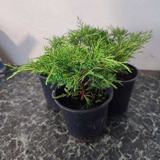 Златиста хвойна - Juniperus x pfitzeriana gold coast