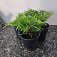 Златиста хвойна - Juniperus x pfitzeriana gold coast