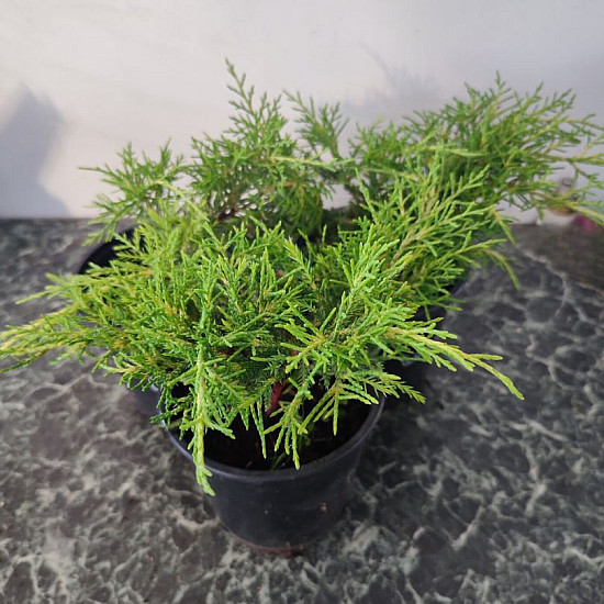 Златиста хвойна - Juniperus x pfitzeriana gold coast