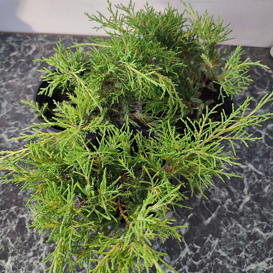 Златиста хвойна - Juniperus x pfitzeriana gold coast