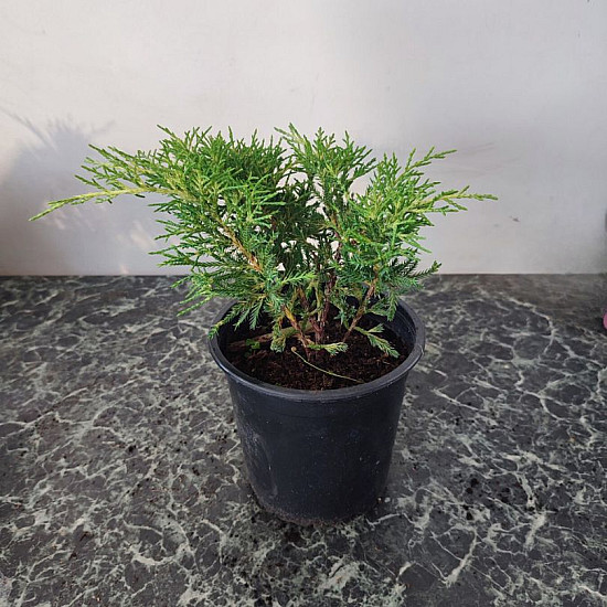 Златиста хвойна - Juniperus x pfitzeriana gold coast