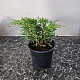 Златиста хвойна - Juniperus x pfitzeriana gold coast