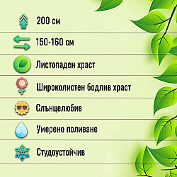 Червенолистен кисел трън - berberis x ottawensis 'auricoma'