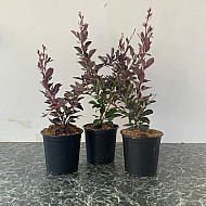 Червенолистен кисел трън - berberis x ottawensis 'auricoma'