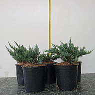 Хвойна Блу Чип - Juniperus horisontalis ‘blue chip’ 