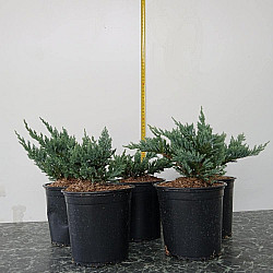 Хвойна Блу Чип - Juniperus horisontalis ‘blue chip’ 