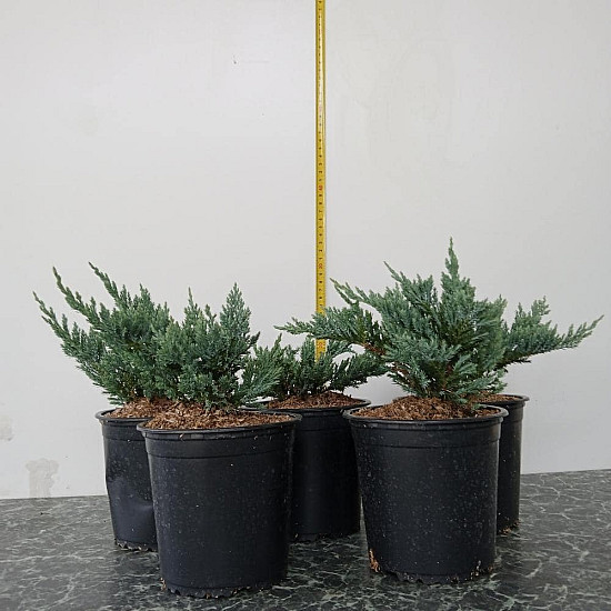 Хвойна Блу Чип - Juniperus horisontalis ‘blue chip’