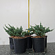 Хвойна Блу Чип - Juniperus horisontalis ‘blue chip’