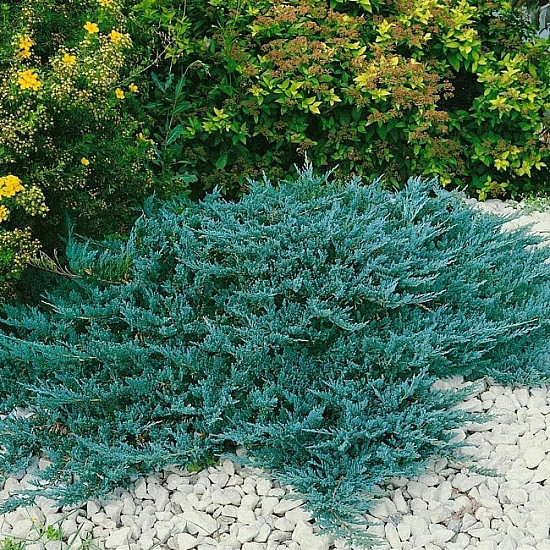 Хвойна Блу Чип - Juniperus horisontalis ‘blue chip’