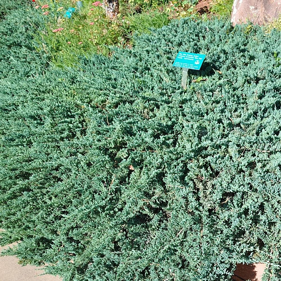 Хвойна Блу Чип - Juniperus horisontalis ‘blue chip’