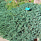 Хвойна Блу Чип - Juniperus horisontalis ‘blue chip’