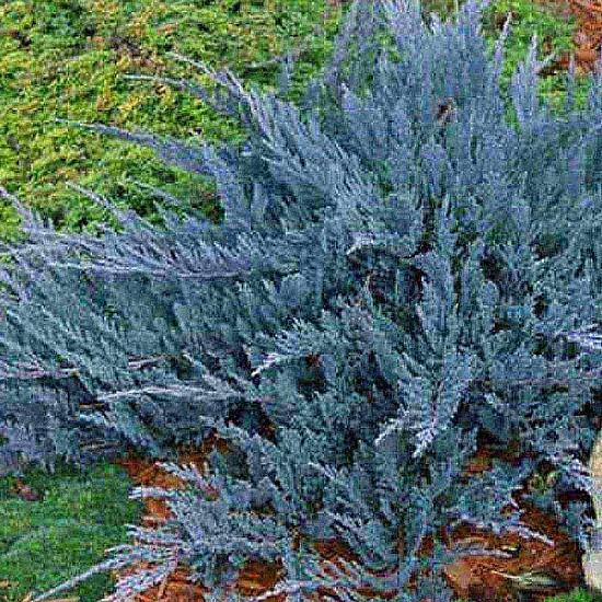 Хвойна Блу Чип - Juniperus horisontalis ‘blue chip’