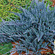 Хвойна Блу Чип - Juniperus horisontalis ‘blue chip’