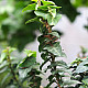 Изправен бръшлян - Hedera helix ‘erecta’