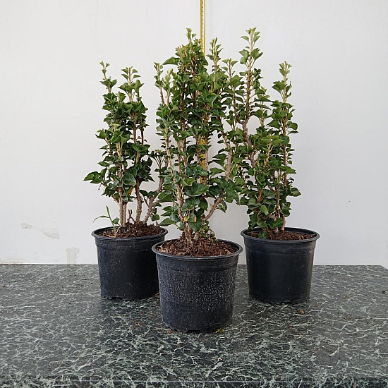 Изправен бръшлян - Hedera helix ‘erecta’