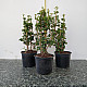 Изправен бръшлян - Hedera helix ‘erecta’