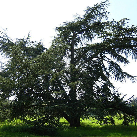 Атлански Кедър - Cedrus atlantica 2л