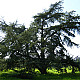 Атлански Кедър - Cedrus atlantica 2л