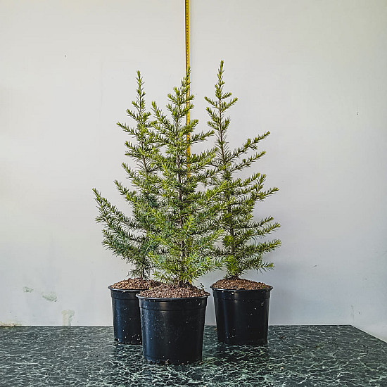 Атлански Кедър - Cedrus atlantica 2л