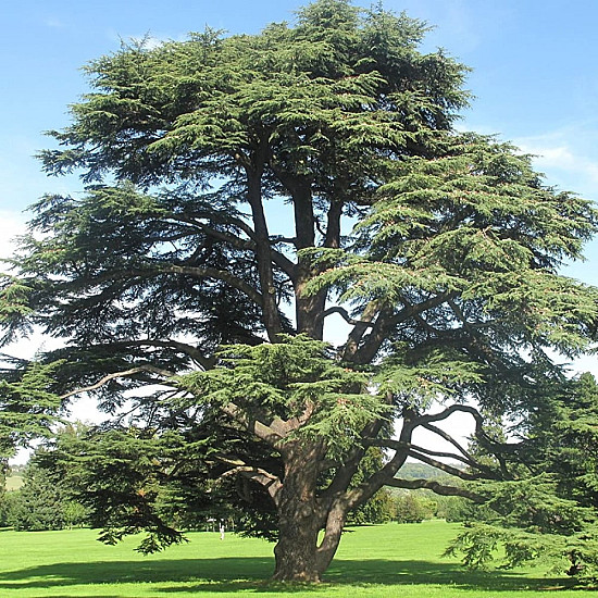 Атлански Кедър - Cedrus atlantica 2л