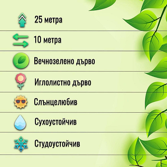 Хималайски Кедър - cedrus deodara 2л