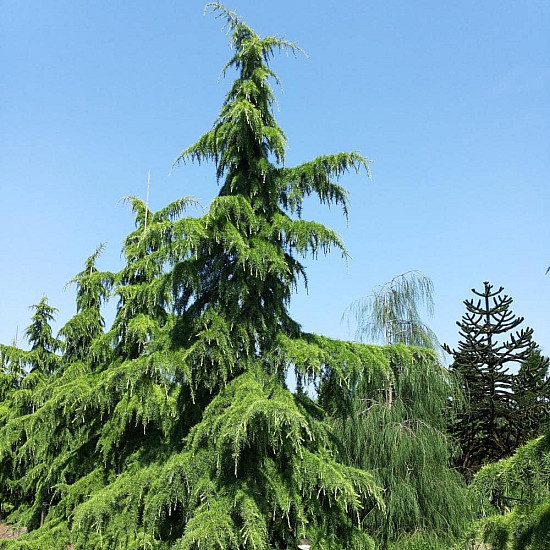 Хималайски Кедър - cedrus deodara 2л