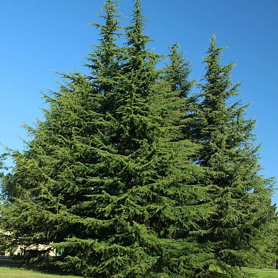 Хималайски Кедър - cedrus deodara 2л