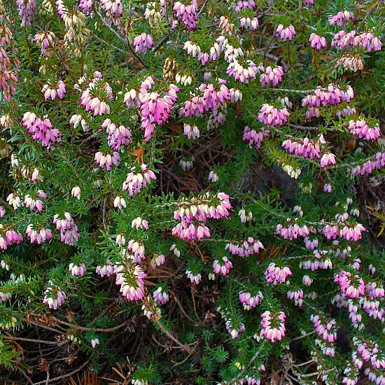 Червена ерика - Erica carnea