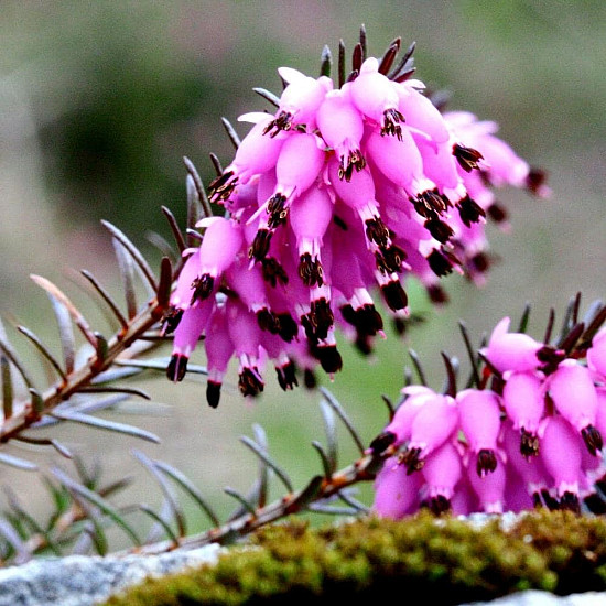 Червена ерика - Erica carnea