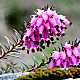 Червена ерика - Erica carnea