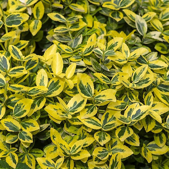 Чашкодрян - Euonymus fortune ‘emerald’n’ gold’