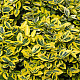 Чашкодрян - Euonymus fortune ‘emerald’n’ gold’
