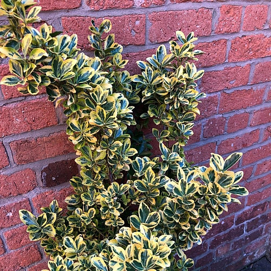 Чашкодрян - Euonymus fortune ‘emerald’n’ gold’